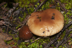 Suillus bellinii