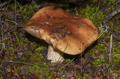 Suillus bellinii