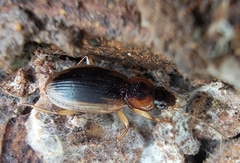 Tanystoma maculicolle