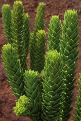 Araucaria goroensis