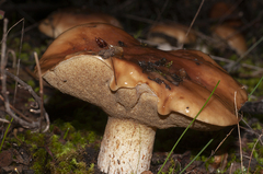 Suillus bellinii