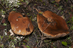 Suillus bellinii