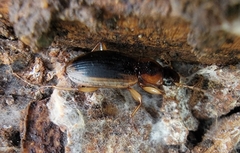 Tanystoma maculicolle