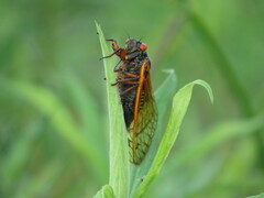 Magicicada cassinii