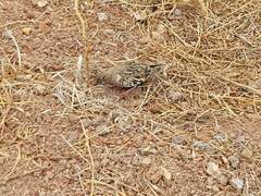 Zenaida galapagoensis