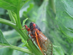 Magicicada septendecim