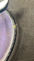 Lyssomanes viridis