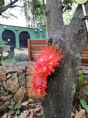 Brownea ariza