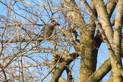 Garrulus glandarius atricapillus
