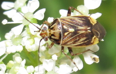Lygus lineolaris