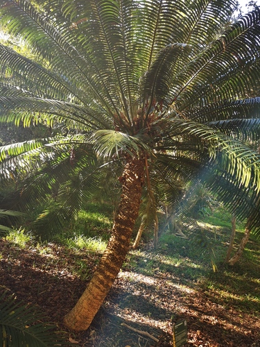 Cycas seemannii Braun