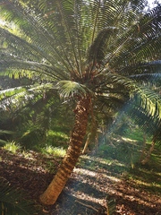 Cycas seemannii