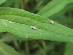 Corythucha marmorata