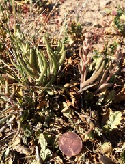 Dudleya multicaulis
