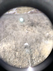 Artemisiospiza nevadensis