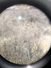 Artemisiospiza nevadensis