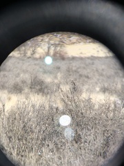 Artemisiospiza nevadensis