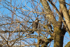 Garrulus glandarius atricapillus