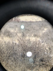 Artemisiospiza nevadensis