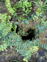 Marcgravia rectiflora