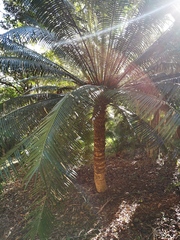 Cycas seemannii