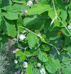 Lantana velutina