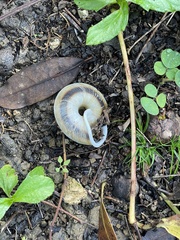 Caracolus marginella