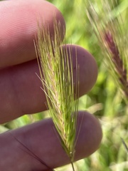 Hordeum