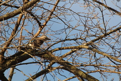 Garrulus glandarius atricapillus