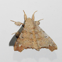 Olceclostera magniplaga