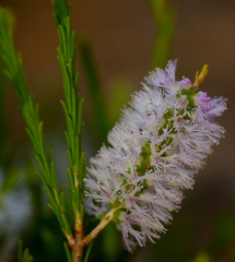 Melaleuca diosmatifolia