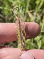 Hordeum