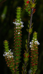 Baeckea imbricata