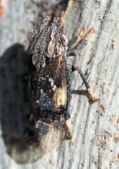 Stenocotis depressa