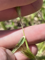 Hordeum