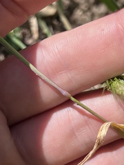 Hordeum