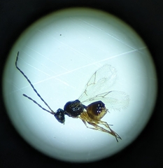 Eucoilinae