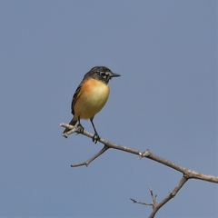 Polystictus pectoralis