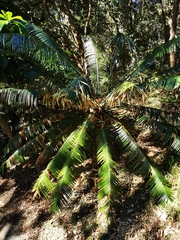 Cycas seemannii