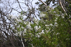 Ceanothus megacarpus
