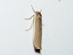 Palaeosia bicosta