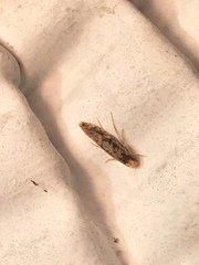 Monopis marginistrigella