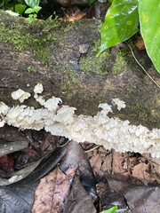 Trametes membranacea