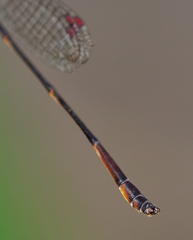 Drepanosticta actaeon