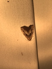 Protodeltote muscosula