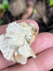 Trametes membranacea