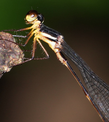 Drepanosticta actaeon