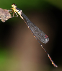 Drepanosticta actaeon