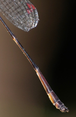 Drepanosticta actaeon