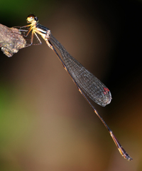 Drepanosticta actaeon